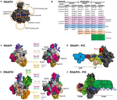 Specific Features of RNA Polymerases I and III: Structure and Assembly